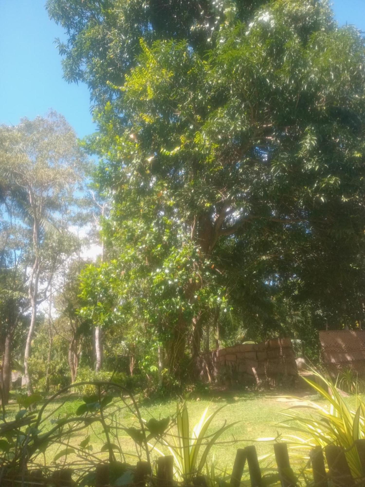 Green Garden Hiriketiya Dikwella Exterior foto